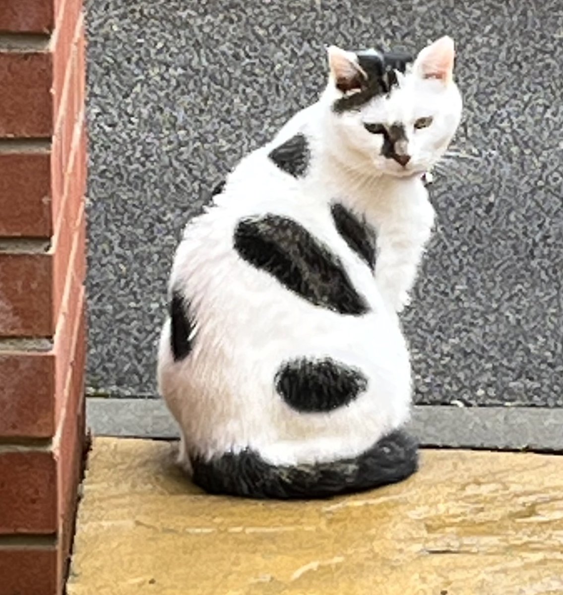 Winnierescuecat's tweet photo. I didnโt come home until midnight. Mum says Iโm a dirty stop out and grounded. That canโt be true, I was just having fun! Whatโs wrong with that. #cat #CatsofTwittter #dirtystopout #Mondayvibes #outplaying ๐ธ๐๐๐ค https://t.co/kn7rbd4r11