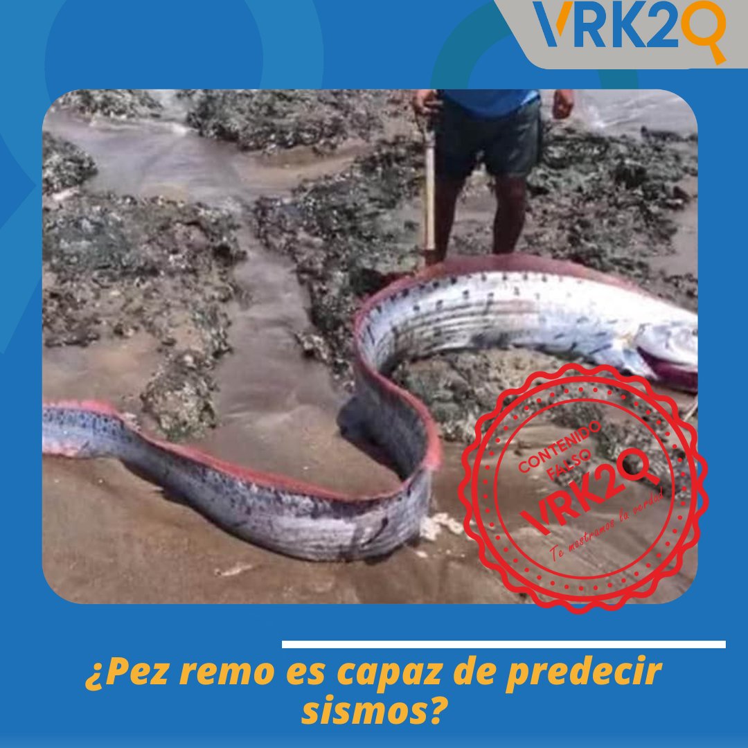 VK2_SE's tweet photo. #ContenidoFalso | “De la mitología japonesa viene la leyenda que asusta. Cada que aparece el pez remo anuncia una catástrofe"

#Verificación 🔍
Más detalles en el siguiente link
▶️ https://t.co/lgLDOa7REP https://t.co/3LWmeYpQQx
