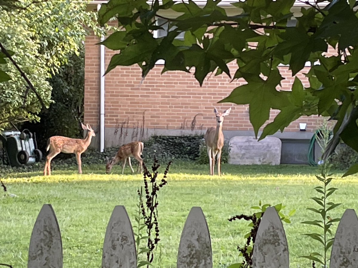 CosteMaximo's tweet image. ⁦@laurayosiam⁩ Preguntan por usted doña Laura.