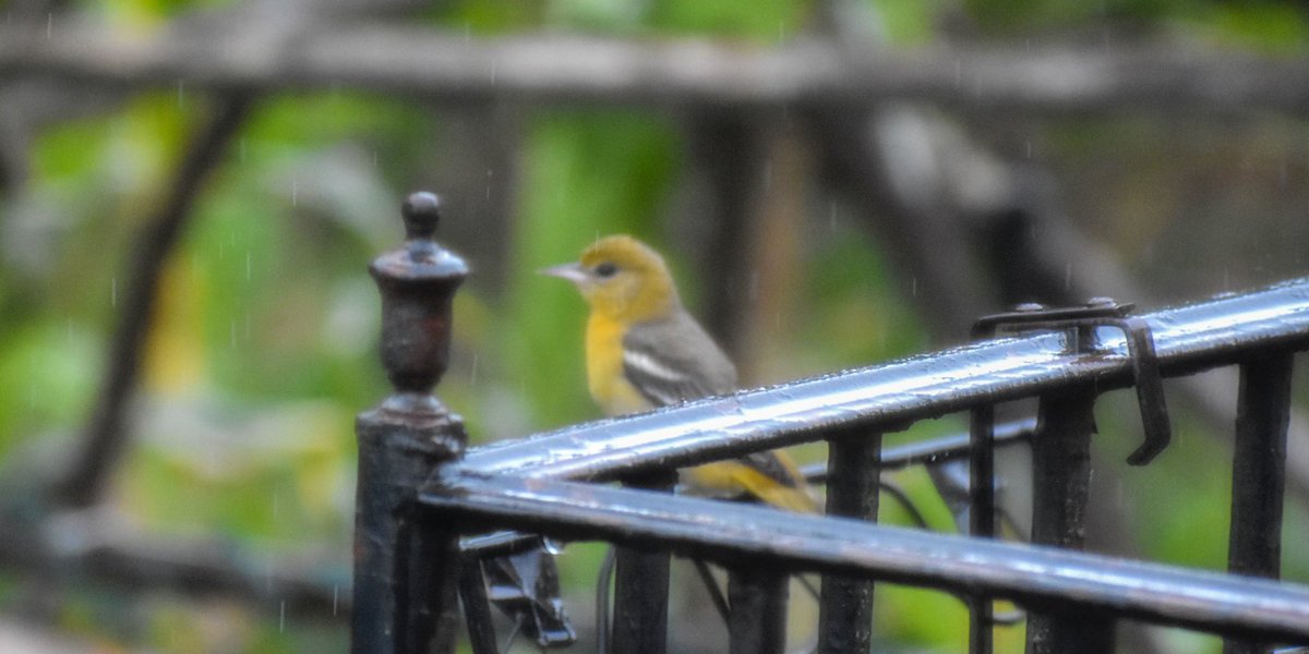 Scene_By_ALB's tweet photo. First time seeing a Baltimore Oriole in my backyard. I snapped a shot of it through my window just as it began to rain. @BirdBrklyn #birdwatching #BirdTwitter #birding #birdphotography #birdsofbrooklyn https://t.co/YVoxIO8wJX