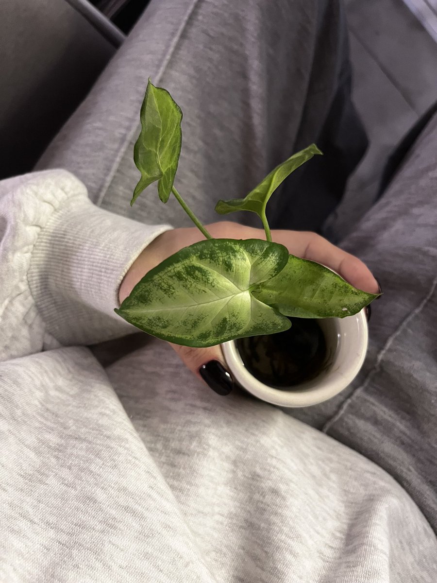 simplekey7's tweet image. 🌱 A nuestro ritmo 🌱