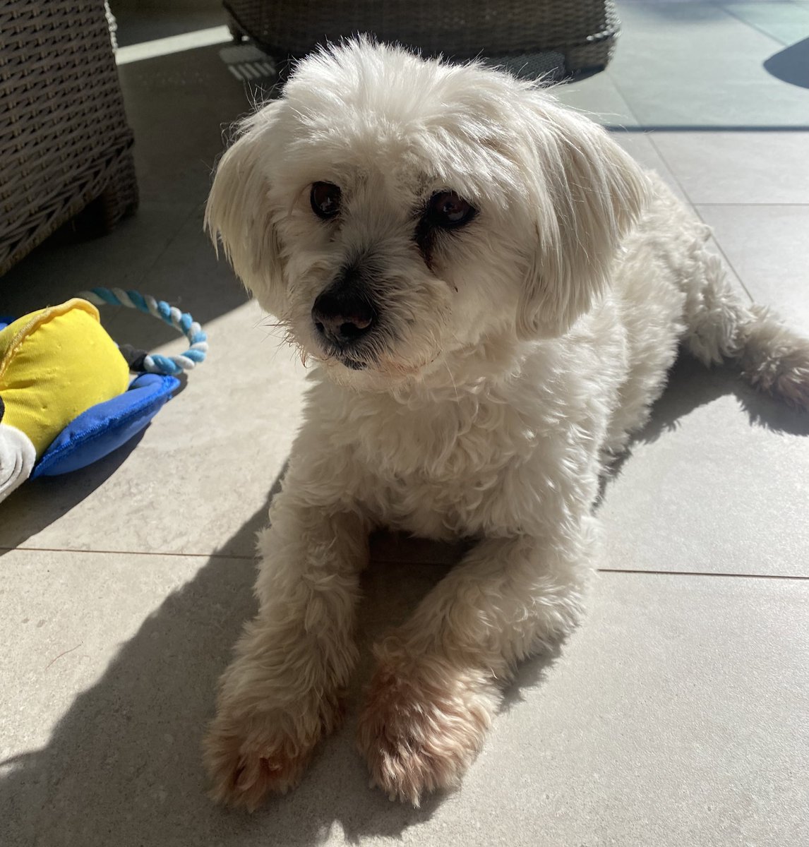 Gm
This is Princess 👑 
Reply with cute pictures of your pets!