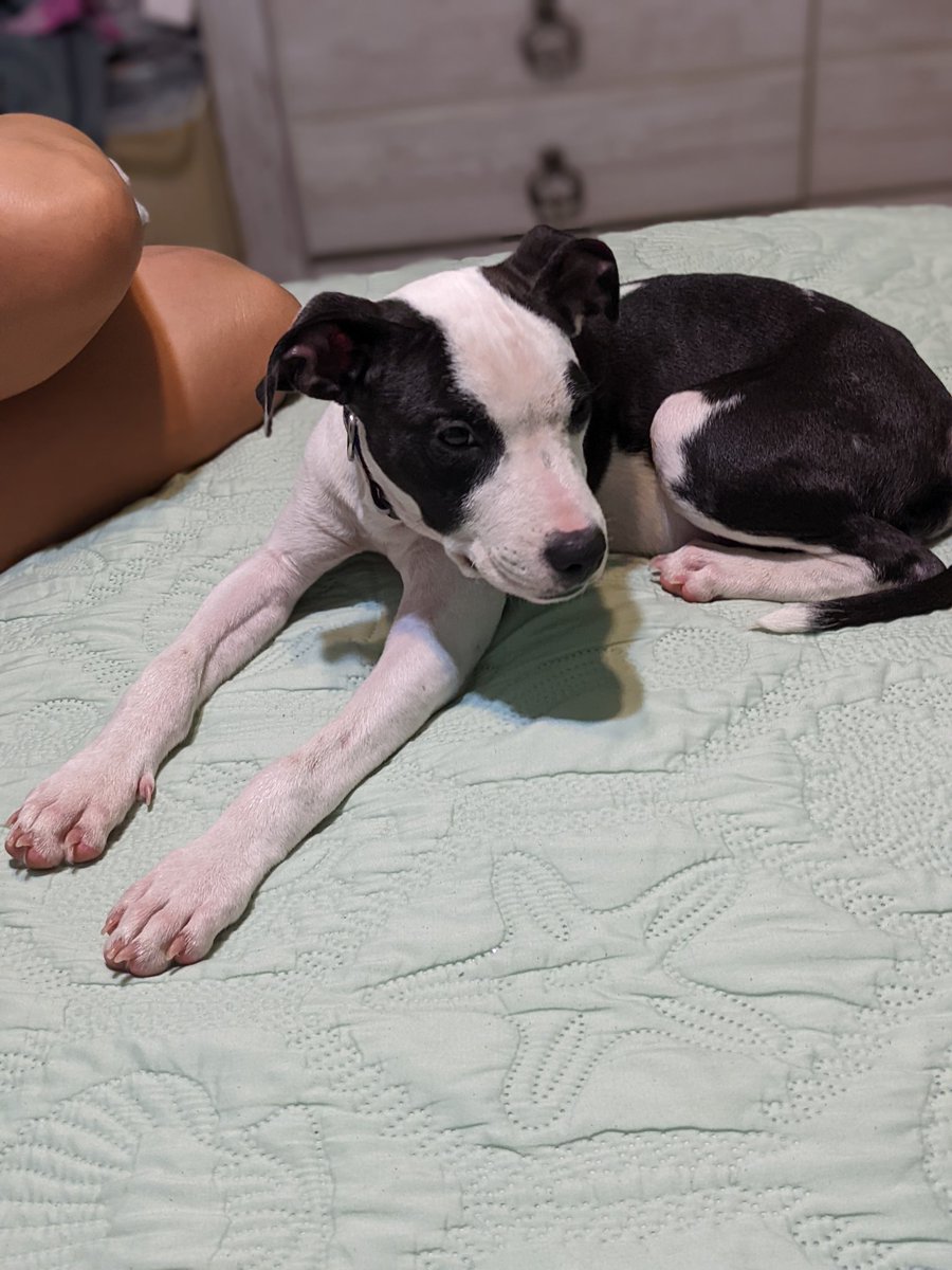 ddefalco326's tweet photo. Just brought this sweet girl home with us today! Meet Duchess! #rescuedog #mspca #IloveDog https://t.co/AxxClESue2