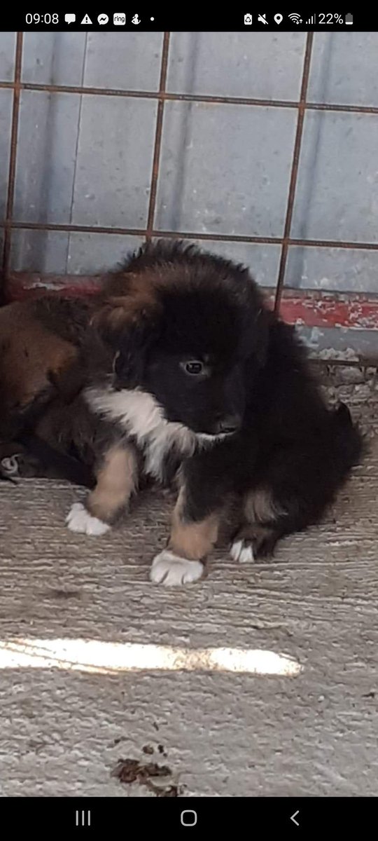 Here's one of the 3 pups desperate to leave lancram. Please RT &amp; donate if you ate able . They won't last much longer in there
PayPal.me/LoulouGriff
#dogsoftwitter