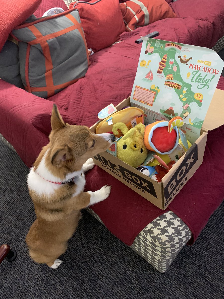 Guess what day it is? #BarkBoxDay