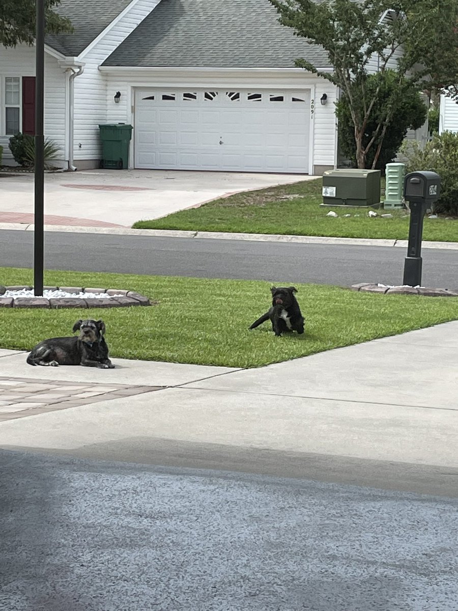 <a href="/catturd2/">Catturd ™</a> Rescues make the best pets. They all seem full of love. We’ve had four. Two have gone and two herd now