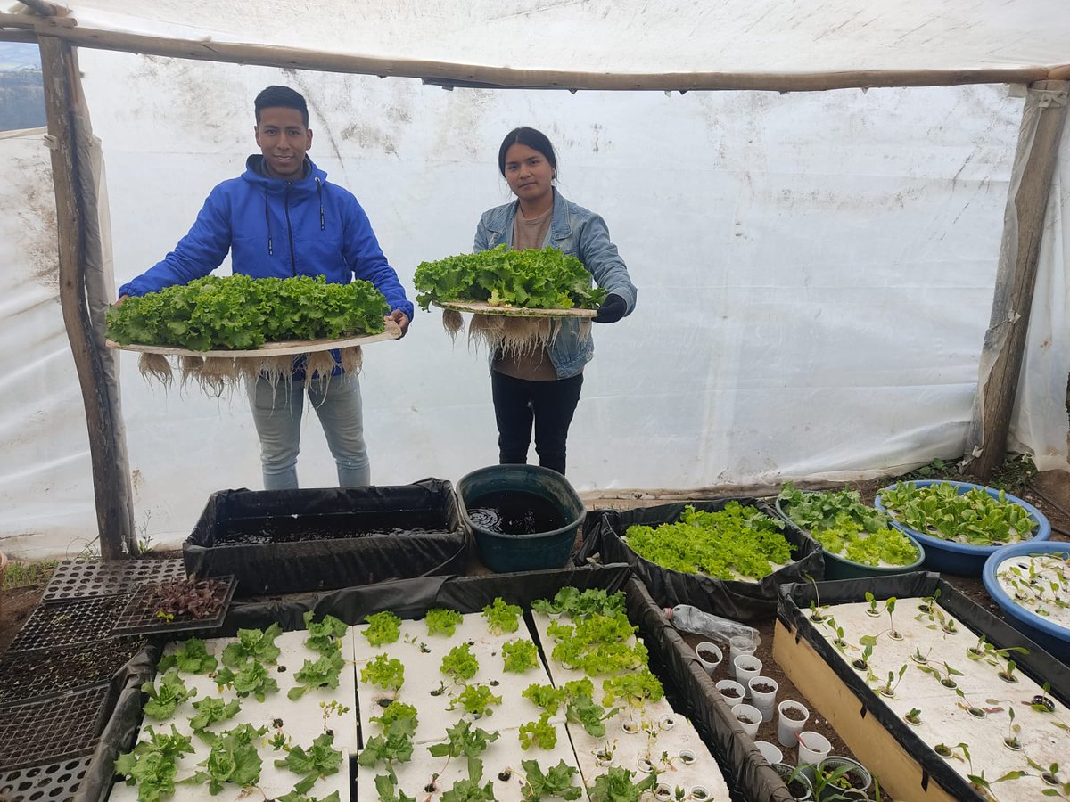 itsalfonsoh's tweet photo. Por una agricultura limpia y tecnológica (Producción de lechugas hidropónicas), así se forman los estudiantes en la Tecnología Superior en Producción Agropecuaria.
@amontalvoch @ceciliasantanae @FranciscoVaca8 @Karlada16049775 @diegoferquelal @MemoRomero88 @RenaMonterosP https://t.co/90LdBbwUhC