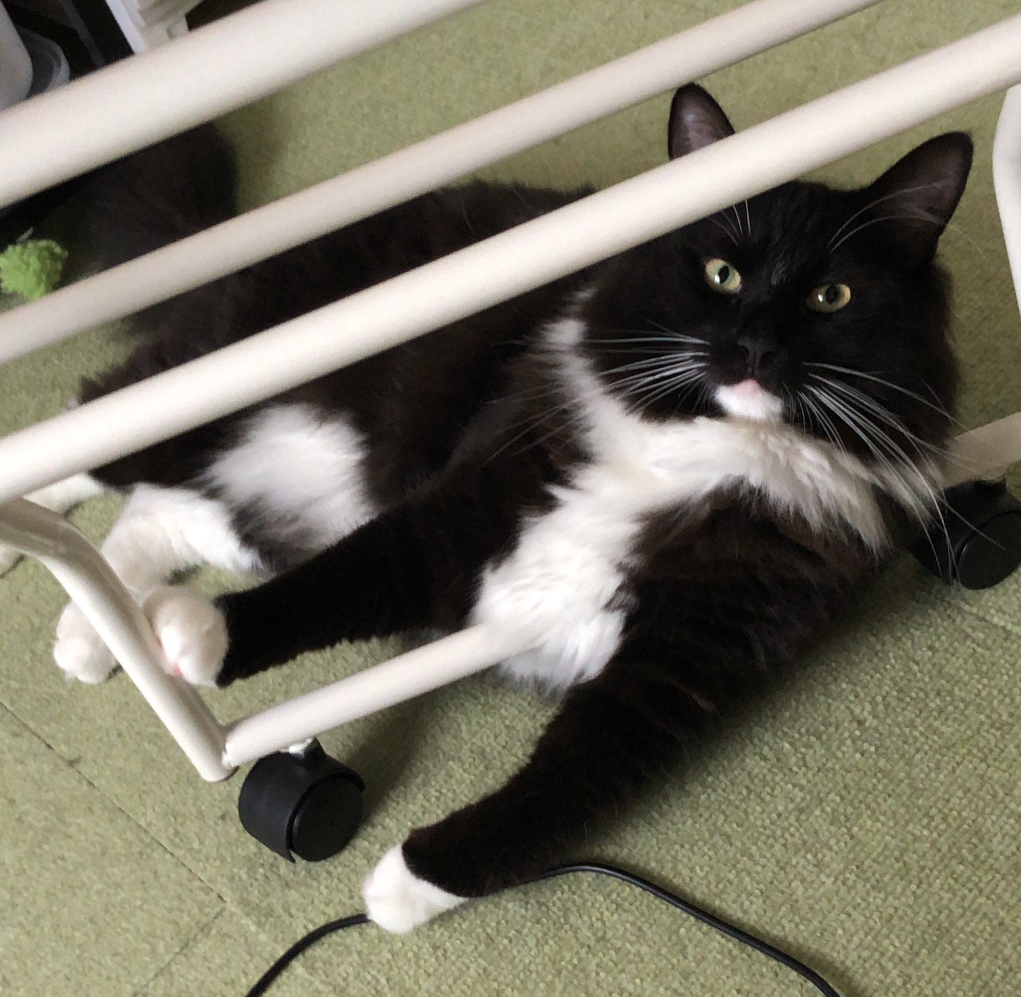 猫飼い初心者とサイベリアン やまと Siberian Yamato Twitter