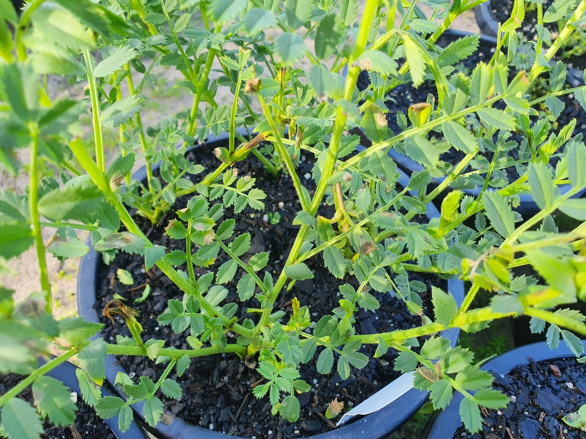Sara_N_Blake's tweet photo. #chickpea #AscochytaBlight progressing "nicely" on the SARDI Terraces. We've got a broad range of germplasm inc wild cicer, elite lines & commercial varieties sown across multiple @theGRDC investments to improve resistance in @ChickpeaAus #SARDIscience @justine842000 https://t.co/MgE0WuNIUe