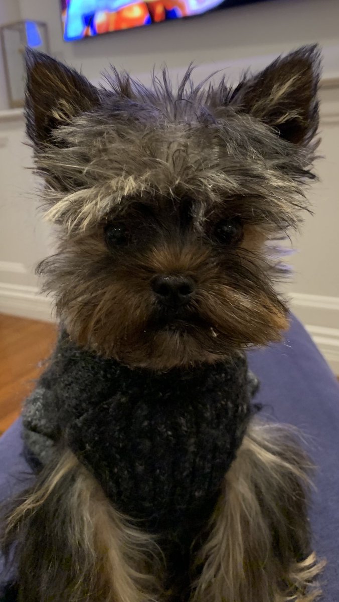 TonyWilson97's tweet photo. @Happydog___ Hello happy dog from Charlie in Oz https://t.co/lz5ynXXcOg