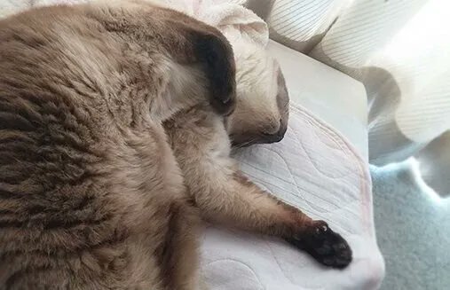 夏の廊下に突如現る物体。涼しさを求める姿はユーモアいっぱい【連載】ねこ連れ草 240話め|ねこのきもちWEB MAGAZINE https://t.co/cd3WQM9gCw