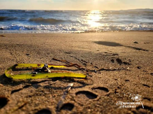 NewfoundlandNa's tweet photo. Soaking up the sun and Grounding at the beach ⛱️
#newfoundlandandlabrador  #newfoundland #explorenl  #nature #NN2022 https://t.co/IcsGdzBtUU