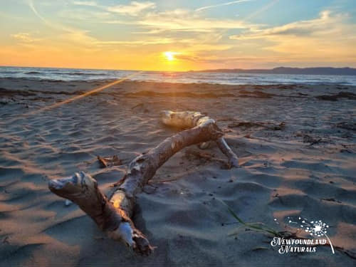 NewfoundlandNa's tweet photo. Soaking up the sun and Grounding at the beach ⛱️
#newfoundlandandlabrador  #newfoundland #explorenl  #nature #NN2022 https://t.co/IcsGdzBtUU