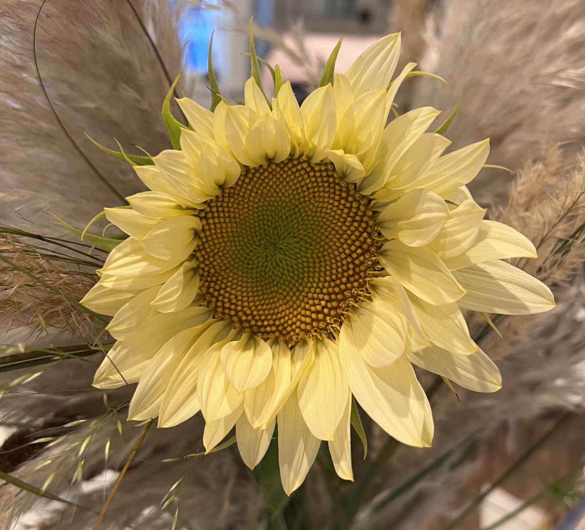 Amazing flower 📸 #nofilter