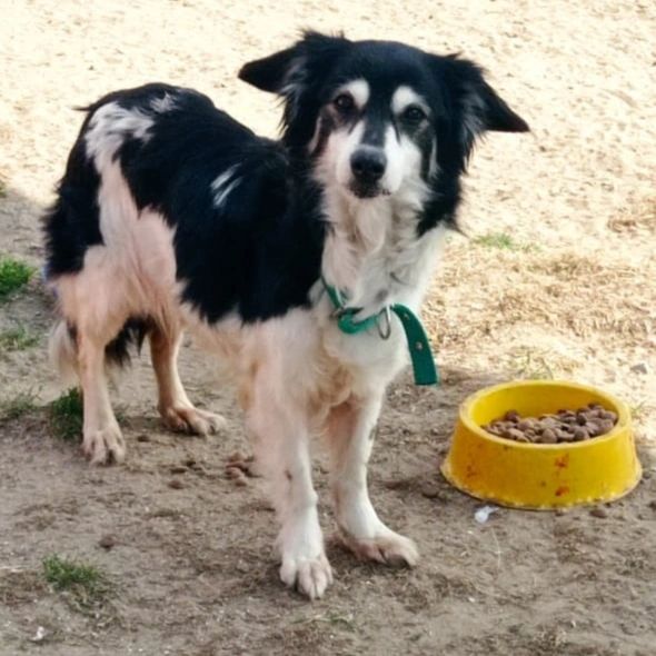 elcampito's tweet photo. Ayer abandonaron a Amanda en la puerta del refugio.

Hermosísima: Ahora vas a ser feliz❤
Se reía la crota que te dejó. https://t.co/1UW2Je8Vve