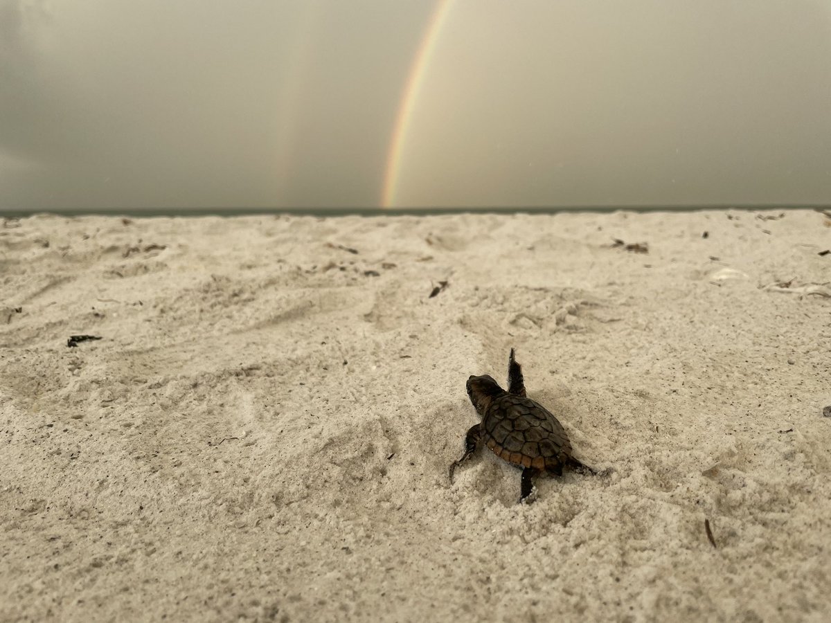 rshoward13's tweet photo. Somewhere over the rainbow! https://t.co/FHUVx0zrtV