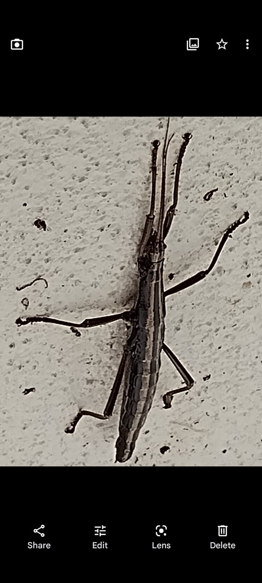 DennisVickers19's tweet photo. Bug 🐛🐛🐛 https://t.co/9xWBg0SzZg