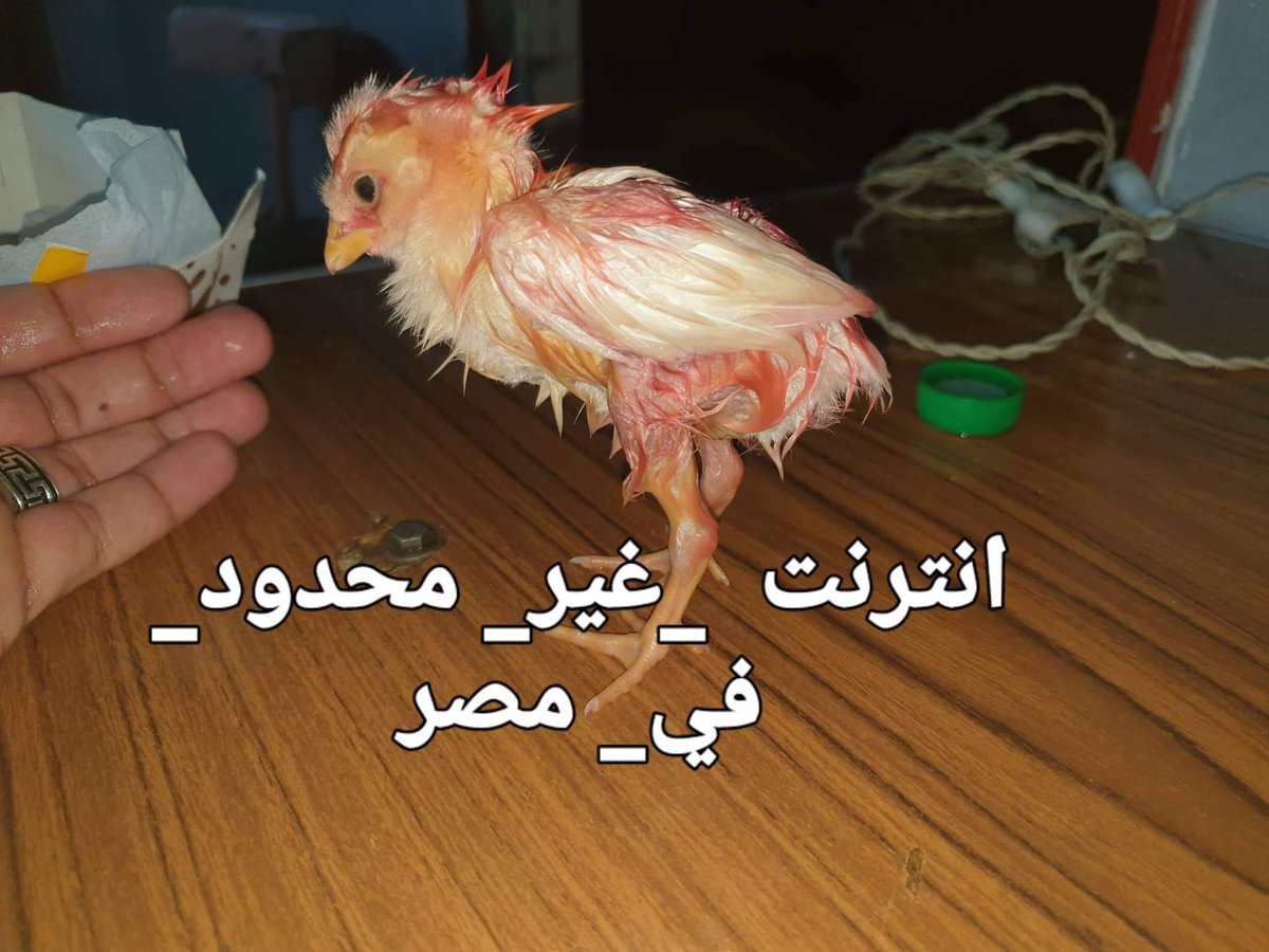 #انترنت_غير_محدود_فى_مصر
