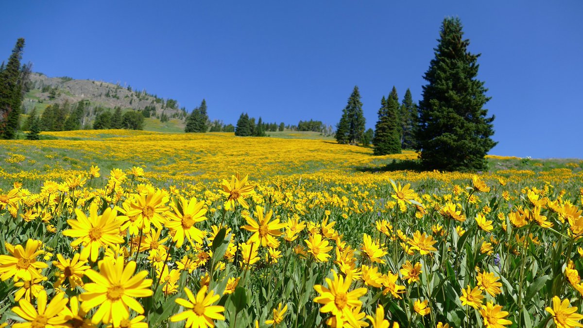 Somebody somewhere 
Needs flowers tonight