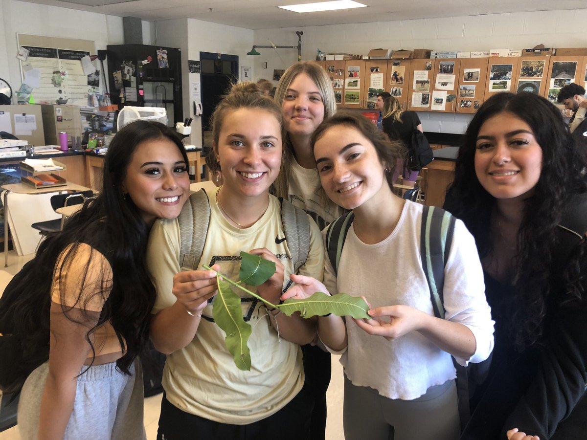 Raising endangered monarchs for release as mature butterflies with AP environmental and Field Ecology classes. #WeAreLemont