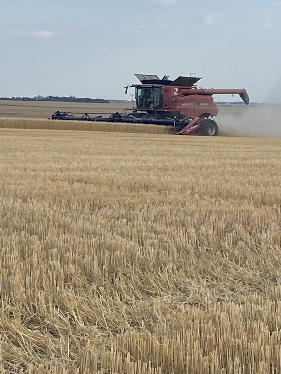 stacres's tweet photo. Pretty happy hired hand getting to cut his crop again after a 30 yr leave from farming to back in the saddle! #customfarming #durum https://t.co/k1MGz8jkf8