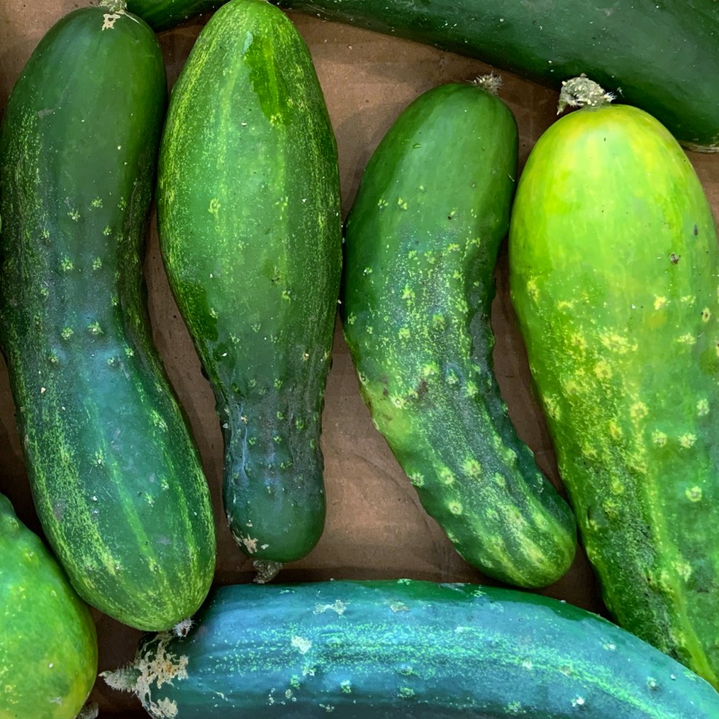 operationecopen's tweet photo. Did you know birds are immune to pepper spice?🌶️🐦😀 Happy to have 46 lbs peppers🌶️,cukes🥒, tomatoes🍅,potatoes🥔,and beets❤️ for @ftndurham early this month! 😄

Thx to @takingitglobal, Gov of Canada, &amp; Canada Service Corps! https://t.co/wQnX3X2YR0 #RisingYouth #leaderstoday https://t.co/soY57hL2N0