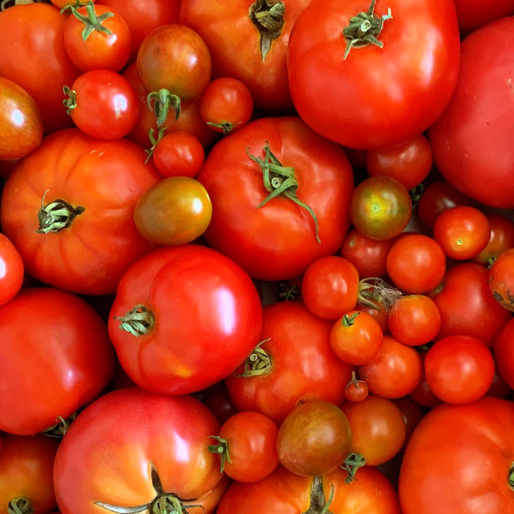 operationecopen's tweet photo. Did you know birds are immune to pepper spice?🌶️🐦😀 Happy to have 46 lbs peppers🌶️,cukes🥒, tomatoes🍅,potatoes🥔,and beets❤️ for @ftndurham early this month! 😄

Thx to @takingitglobal, Gov of Canada, &amp; Canada Service Corps! https://t.co/wQnX3X2YR0 #RisingYouth #leaderstoday https://t.co/soY57hL2N0