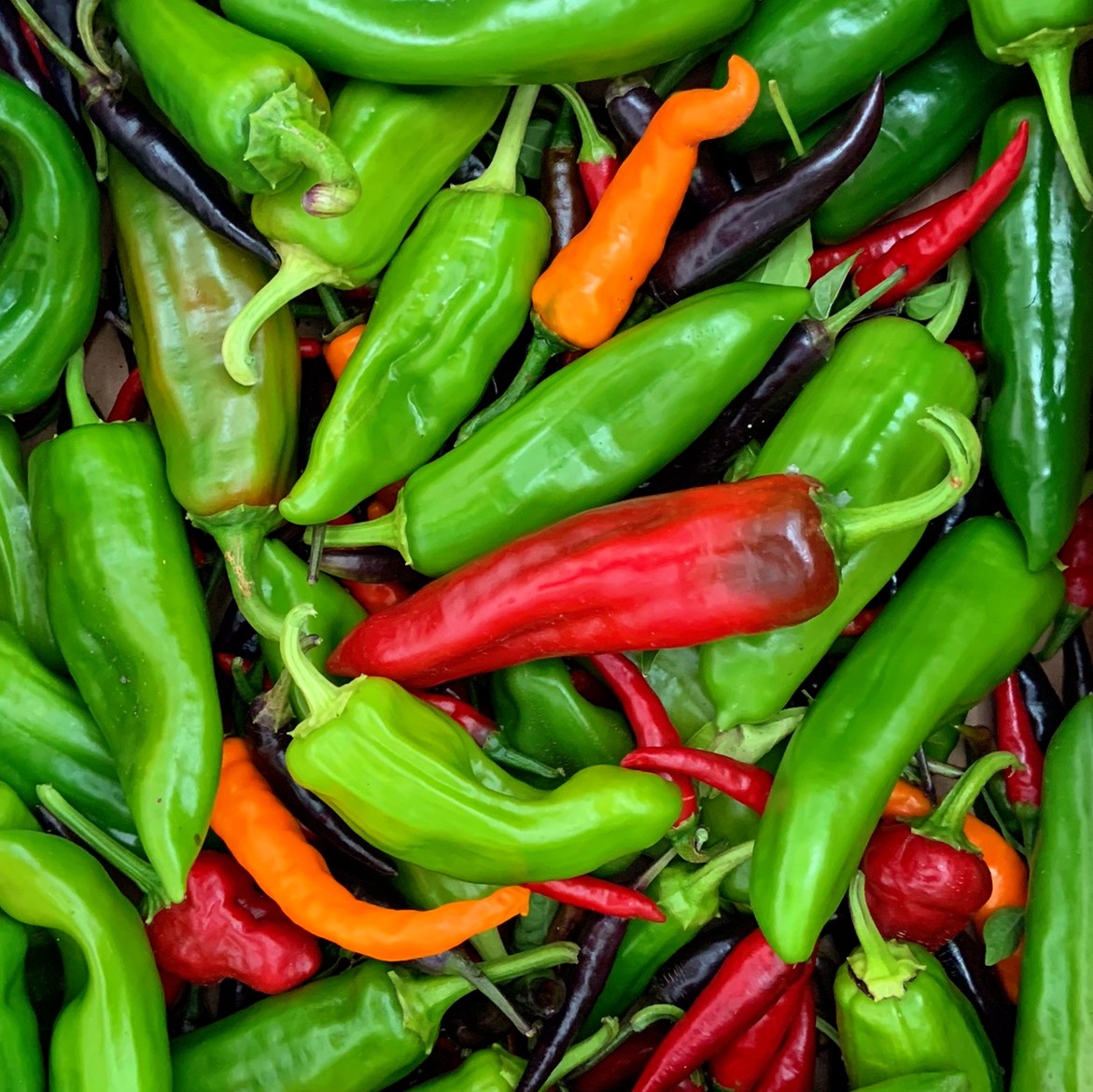 operationecopen's tweet photo. Did you know birds are immune to pepper spice?🌶️🐦😀 Happy to have 46 lbs peppers🌶️,cukes🥒, tomatoes🍅,potatoes🥔,and beets❤️ for @ftndurham early this month! 😄

Thx to @takingitglobal, Gov of Canada, &amp; Canada Service Corps! https://t.co/wQnX3X2YR0 #RisingYouth #leaderstoday https://t.co/soY57hL2N0