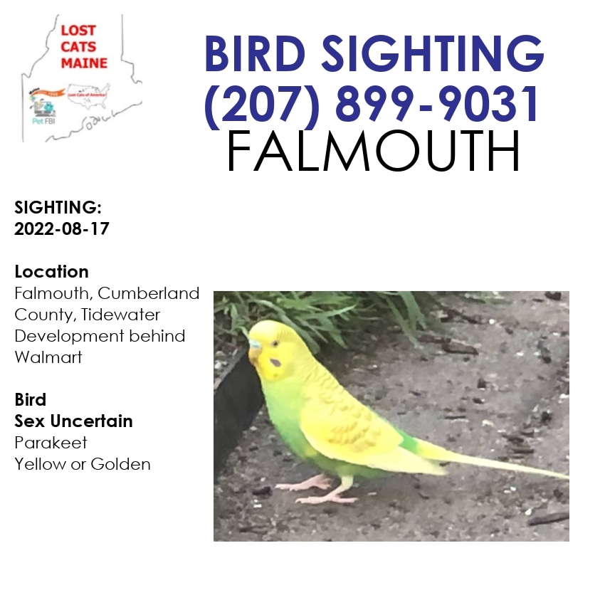 LostDogsMaine's tweet photo. Do you know this Bird? Falmouth, Cumberland County, ME, US. Tidewater Development behind Walmart ME 04105 Sighting 2022-08-17 Sex Uncertain Parakeet Yellow or Golden

CONTACT (207) 899-9031
a96e37ec@contact.petfbi.org https://t.co/OpYDFrL3RY