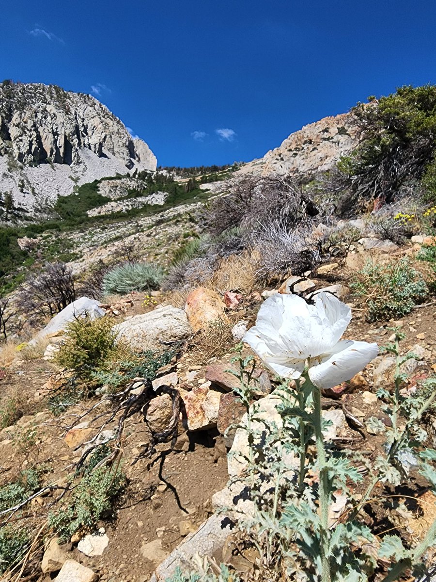 griz1's tweet photo. Weekend hiking adventure...forward into #JohnMuirWilderness to climb #SplitMt. #RedLakeTrailhead @mackpurp @paul_krogstad #KGiza @Inyo_NF @FriendsofInyo @SierraClubCA @americanalpine @Wilderness @climbing @CalClimbing @HikingAndNature #mountain #splitmountain #CA14ers https://t.co/ZHWHlmtCBY