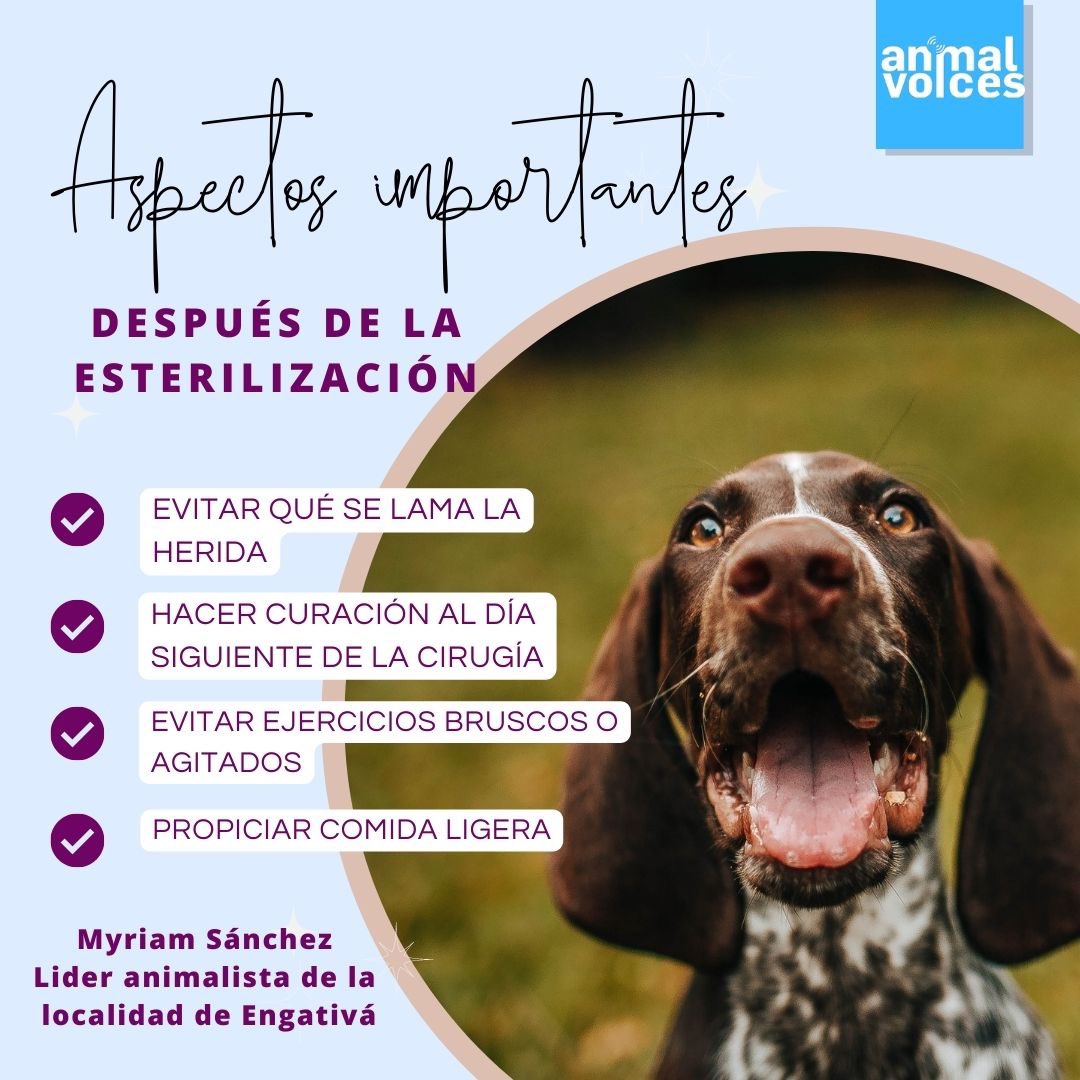 🐶Este fin de semana estuvimos esterilizando a muchos perritos en Villapinzón y, a propósito de eso, queremos contarte los aspectos más importantes del post operatorio  para que tu peludo se recuperé satisfactoriamente 🧑‍⚕️🐾 

‼️ Ante un síntoma de alerta contacta a tu veterinario