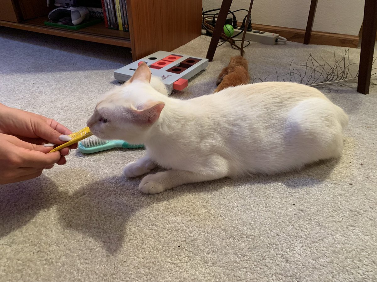 We had a party at our house this weekend, and i met Däde’s friends for the first time. They gave me nice pets and played with me lots. One even fed me a Gogurt! Däde is proud of me for being the brave and social girl with guests ❤️