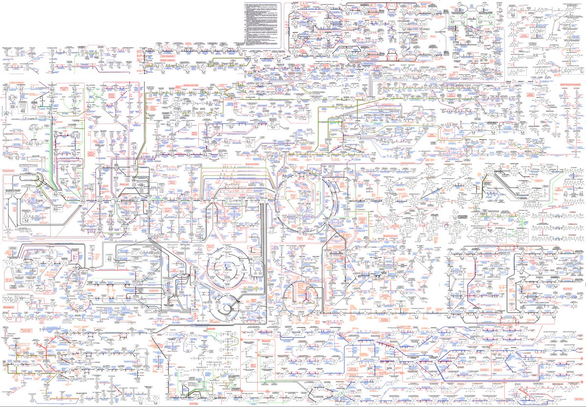 Ethan Mollick (@emollick) on Twitter photo Evolution is amazing; this chart shows how metabolism happens. It is also amazing that we managed to figure all this out in one lifetime. (And unsurprising that adjusting these mechanisms is hard)
High quality image: faculty.cc.gatech.edu/~turk/bio_sim/…
The original: biochemical-pathways.com/#/map/1 Evolution is amazing; this chart shows how metabolism happens. It is also amazing that we managed to figure all this out in one lifetime. (And unsurprising that adjusting these mechanisms is hard)
High quality image: faculty.cc.gatech.edu/~turk/bio_sim/…
The original: biochemical-pathways.com/#/map/1