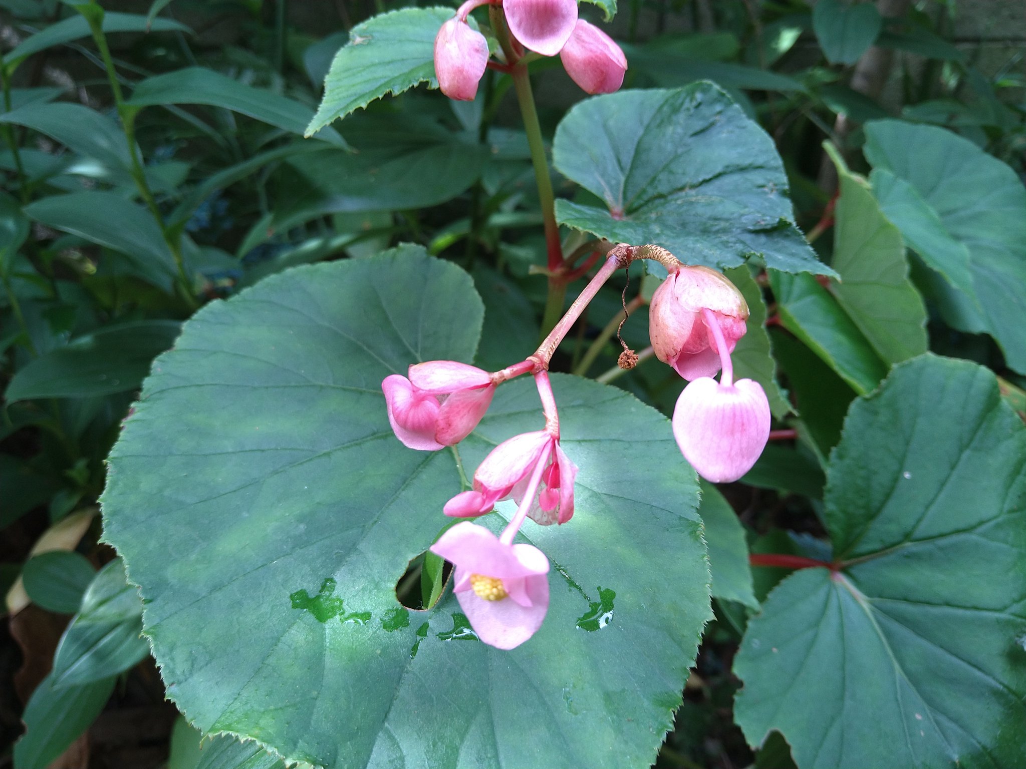 تويتر 草玉庭 庭盆栽 على تويتر 今日の花 秋海棠 蒸し暑い吉祥寺より Hardybegonia Flowers Tokyo Begonia T Co Joivmxg7dn