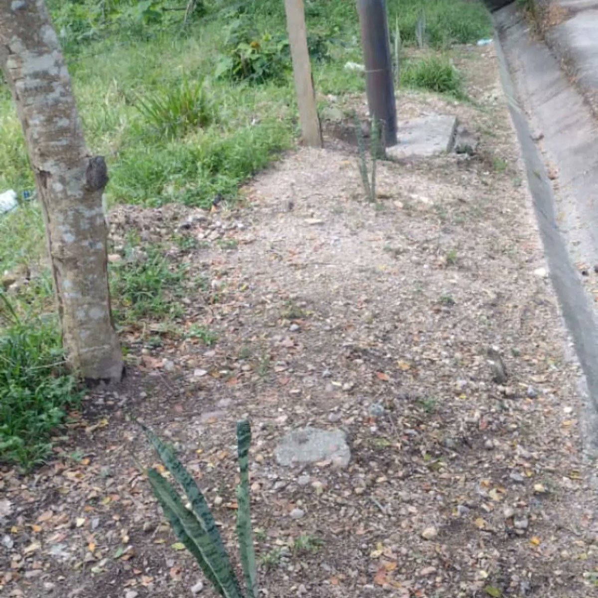 03_villarreal's tweet image. En el marco del programa #Conservando se realizó control y seguimiento a las plantas ornamentales especie Sansevieria y Enriques, sembradas en la entrada de la parroquia abejales, para embellecer el municipio Libertador.

@nicolasmaduro
@josuelorca
@soygalipanero
@wilmervasquezm