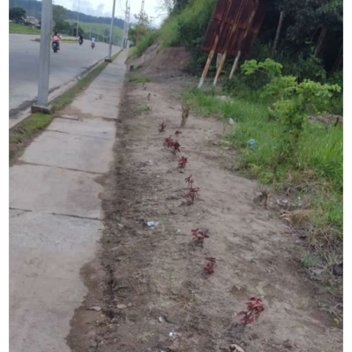 03_villarreal's tweet image. En el marco del programa #Conservando se realizó control y seguimiento a las plantas ornamentales especie Sansevieria y Enriques, sembradas en la entrada de la parroquia abejales, para embellecer el municipio Libertador.

@nicolasmaduro
@josuelorca
@soygalipanero
@wilmervasquezm