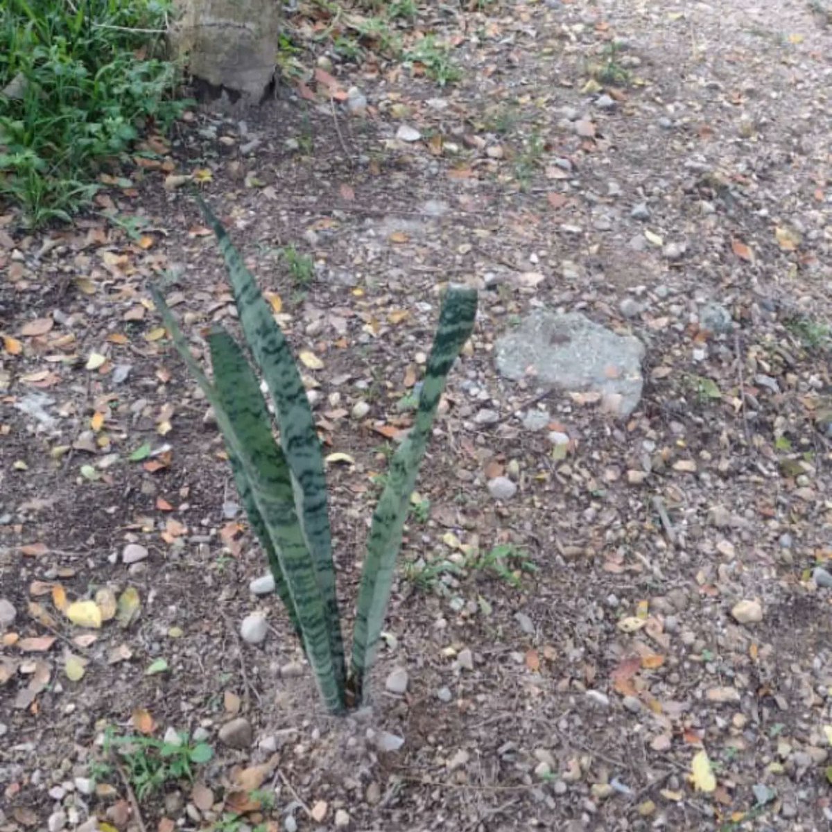 03_villarreal's tweet image. En el marco del programa #Conservando se realizó control y seguimiento a las plantas ornamentales especie Sansevieria y Enriques, sembradas en la entrada de la parroquia abejales, para embellecer el municipio Libertador.

@nicolasmaduro
@josuelorca
@soygalipanero
@wilmervasquezm