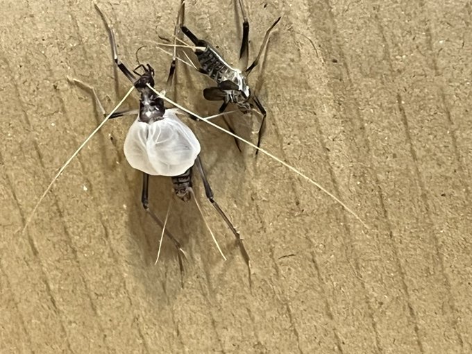 シャンプーハットかな? 