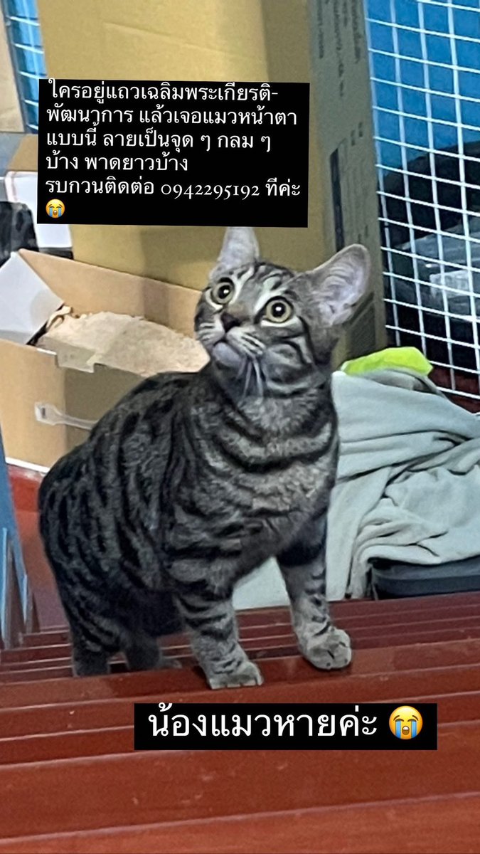 #plsRT รบกวนช่วยรีทวิตหน่อยนะคะ น้องแมวของเพื่อนร่วมงานเราหายค่ะ ใครเห็นรบกวนแจ้งด้วยนะคะ ขอบคุณค่ะ🙏