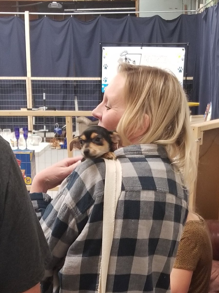 MarleyMud's tweet photo. 37 #RescueDogs on #RescueTransport over the weekend. Several #GermanShepherd  and #Chihuahua mixes this trip from #texas to the northeast. Glad these #furbabies found #foreverhomes. #AdoptDontShop https://t.co/uWuLHs6Hk4
