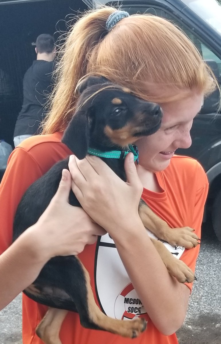 MarleyMud's tweet photo. 37 #RescueDogs on #RescueTransport over the weekend. Several #GermanShepherd  and #Chihuahua mixes this trip from #texas to the northeast. Glad these #furbabies found #foreverhomes. #AdoptDontShop https://t.co/uWuLHs6Hk4