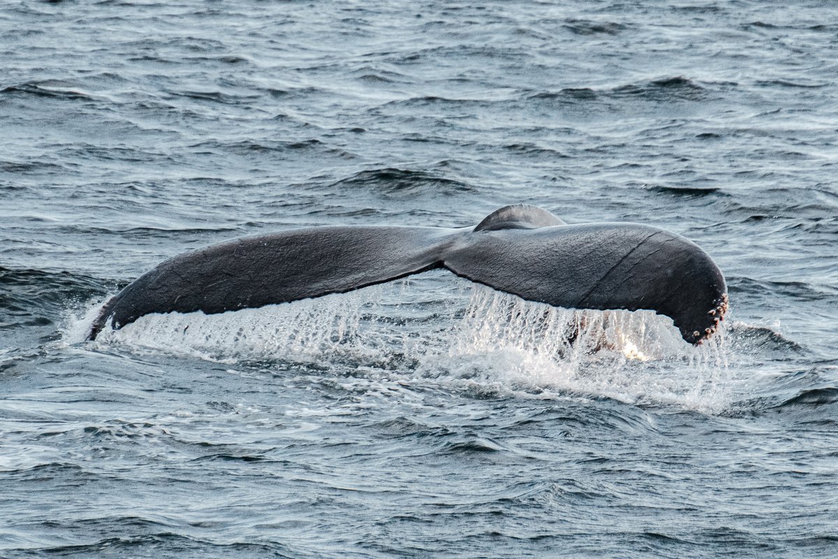 acciosuki's tweet image. Humpback Whales, Cape Cod, MA.

#humpbackwhales #whales #StellwagenBank #whalewatch 
@CapeWhaleWatch