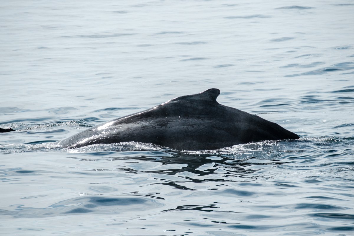 acciosuki's tweet image. Humpback Whales, Cape Cod, MA.

#humpbackwhales #whales #StellwagenBank #whalewatch 
@CapeWhaleWatch