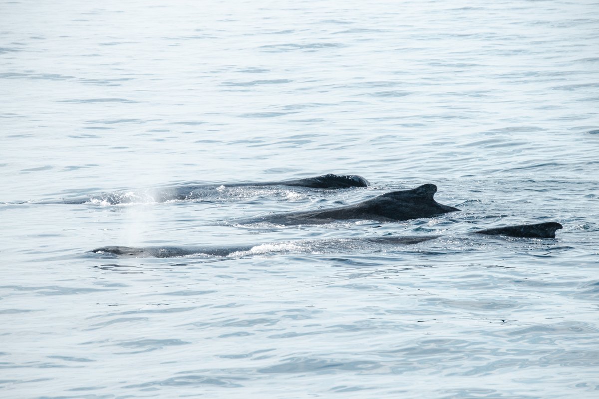 acciosuki's tweet image. Humpback Whales, Cape Cod, MA.

#humpbackwhales #whales #StellwagenBank #whalewatch 
@CapeWhaleWatch