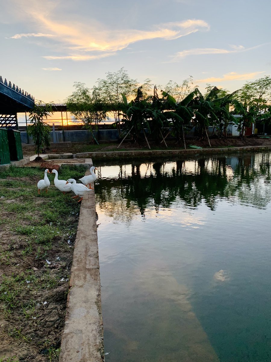 Swosti_farm's tweet photo. This evening and they…. https://t.co/6Dx7Yc1CVH
