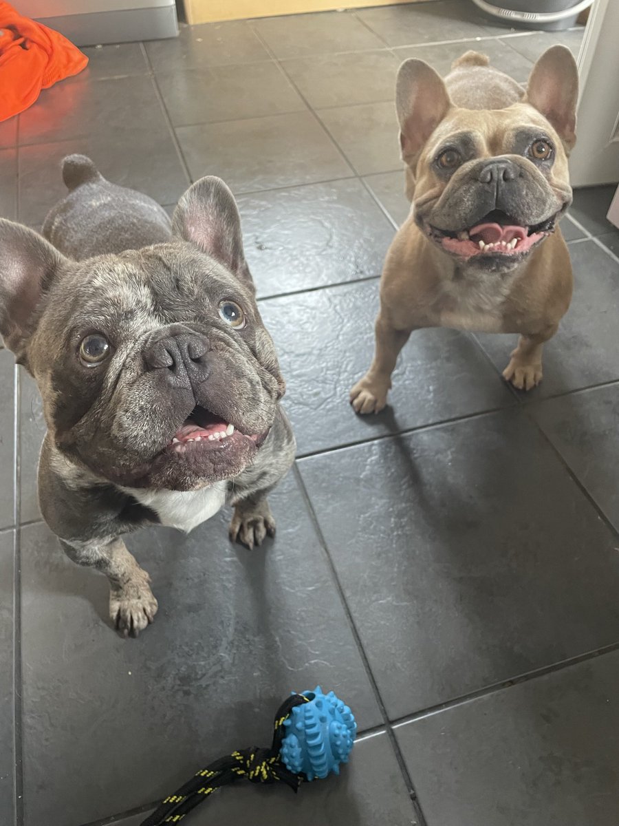 BabyBoyNoNameY1's tweet image. Happy #tot guys BUT iv shared this photo coz as you can see and don’t ask me how but Iv knocked my bottom front tooth out, I’m now GappyBoss 😂😳😱 #frenchieproblems #wtf #when #how #whoknows #gappy #dogsoftwitter #dog #frenchbulldog 🐾💙🤪