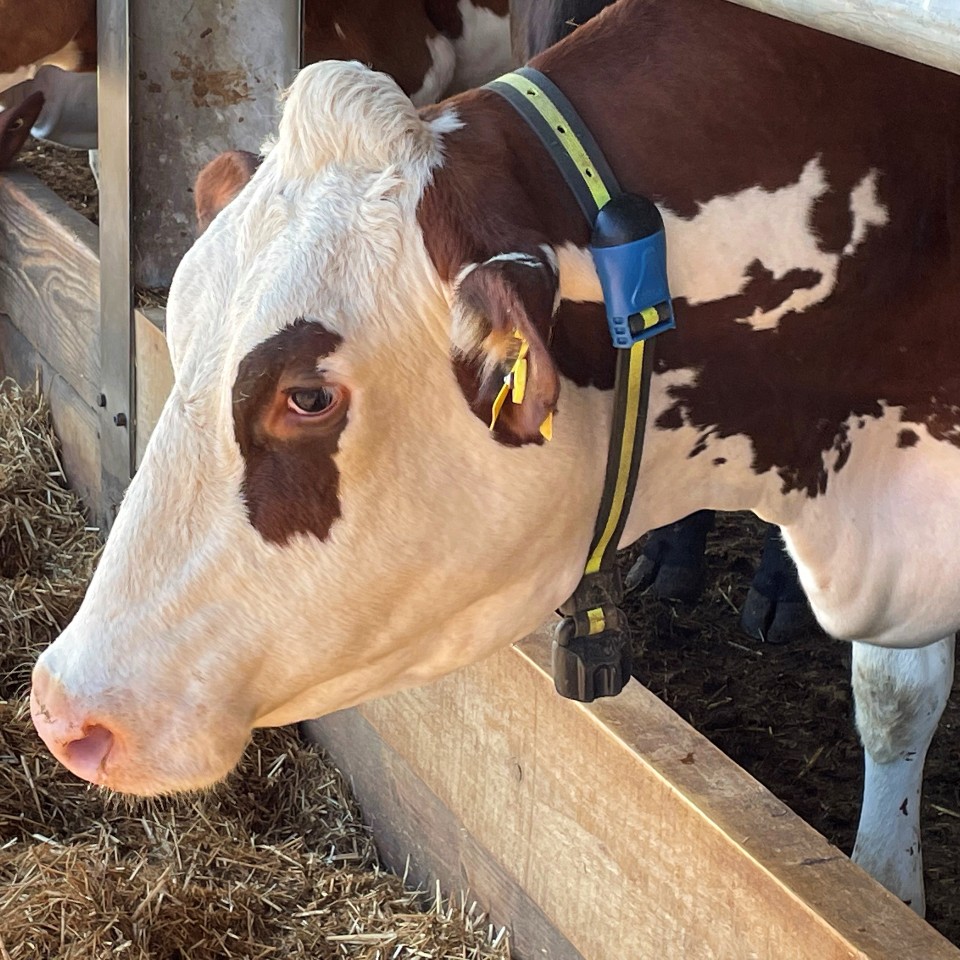 allflexuk's tweet photo. A very successful day with our After Sales Team &amp; Ruminants Business Unit Director Sam Gayton.

At Crofthead Farm we took some time to discuss the impact of SenseHub on the herd's reproduction and health with farm manager Phillipa McTaggart https://t.co/AEAwASGMbC