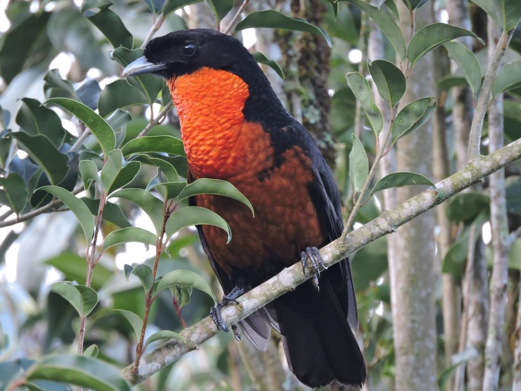birdwatchingcol's tweet photo. ¡Hello traveler! The Andean rainforests are my habitat, I am the famous sangretoro, lover of fruits and catching insects in flight. I like to walk alone but if you want you can visit me.😏
✈ Check our set departure https://t.co/a64oSv44VF #TweetWatching #BirdWatching https://t.co/GjH35IkZia
