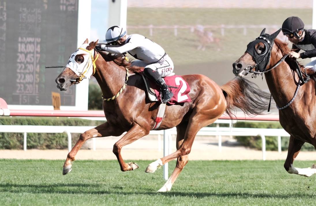 Türk Veteriner Hekimleri Birliği Koşusu'nu Yenersultan kazandı

tjk.org/TR/YarisSever/…