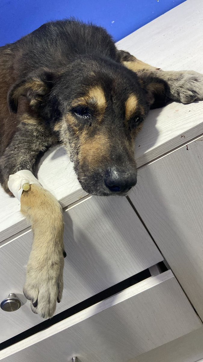 nana1gc's tweet photo. URGENTE!!!!💔 Así se ve la cara de la indiferencia, el dolor y el afán de 4 carros que ayer golpearon a este ancianito. 💔  necesitamos urgente muchísima ayuda para el, por lo menos intentarlo y que sepa que encontró gente que lo valora😭😭😭💔 https://t.co/ObfBsrXBVp